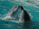 Socialist dauphins listening to audio version of Laudeto Si